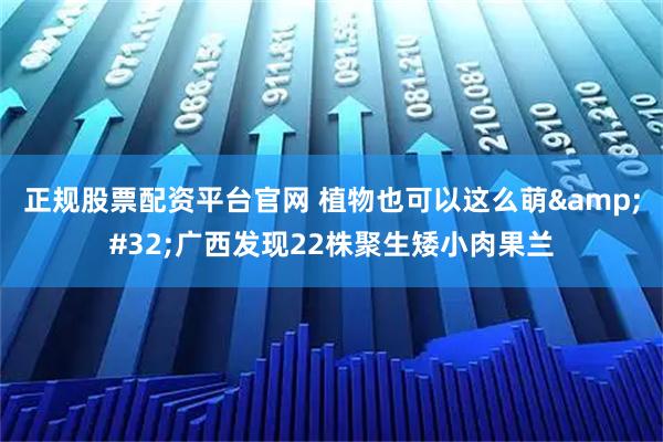 正规股票配资平台官网 植物也可以这么萌 广西发现22株聚生矮小肉果兰